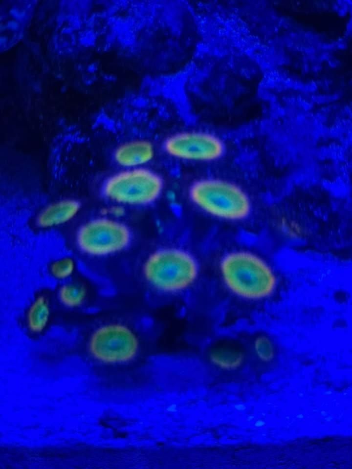 All Photos for Aquariums by Sharyn in The State of Florida, FL