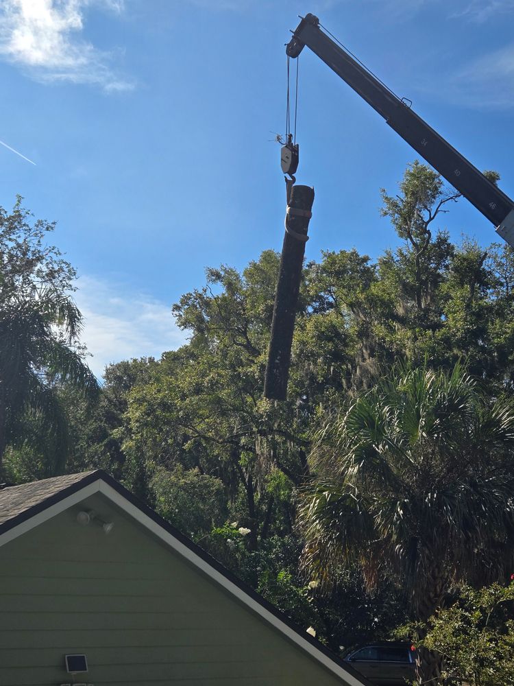 All Photos for Near Me Tree Service, Inc. in DeLand, FL