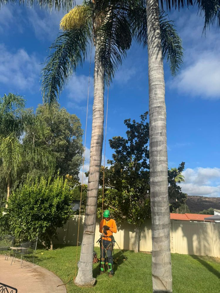 All Photos for The Tree Fairy in Temecula, CA
