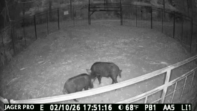 All Photos for Havoc Hog Control in Molino, FL