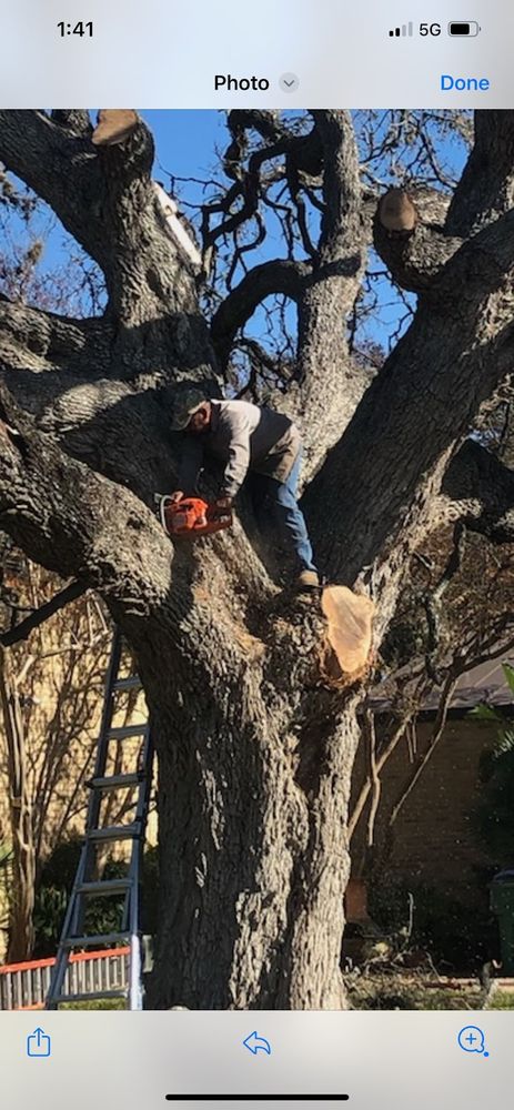 Tree Removal for Neighborhood Lawn Care and Tree Service  in San Antonio, TX