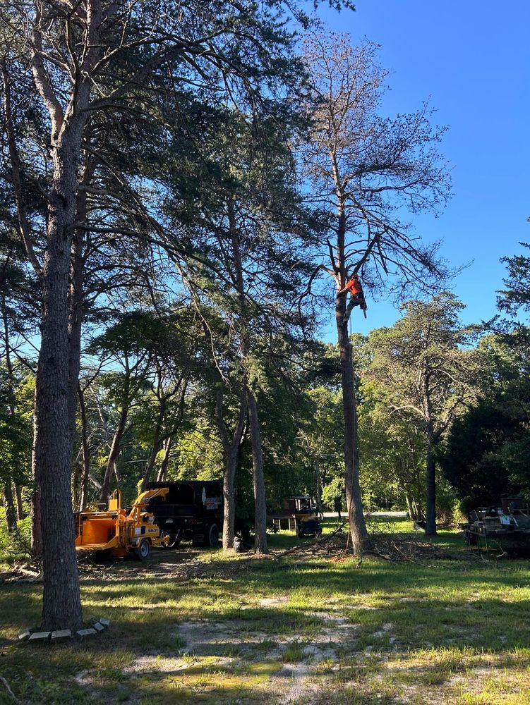 Other Services for Hingewood Tree Service in Salem, NJ
