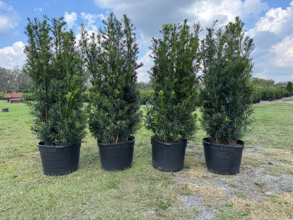 All Photos for Southern Roots Tree Farm in Crystal River, FL