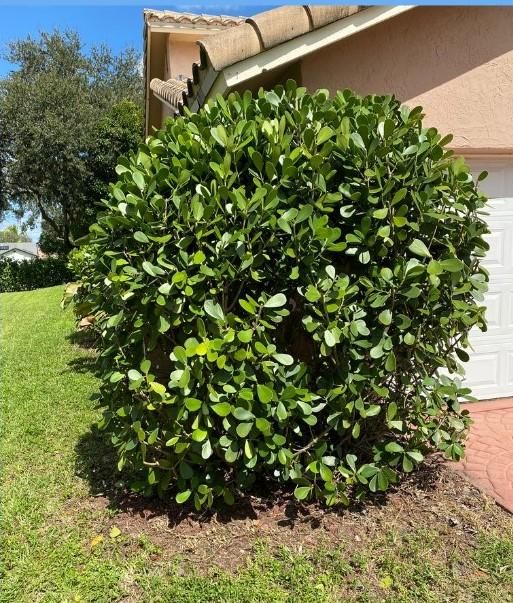 All Photos for A.C.'s Landscape and Lawn Maintenance in   Coral Springs, FL