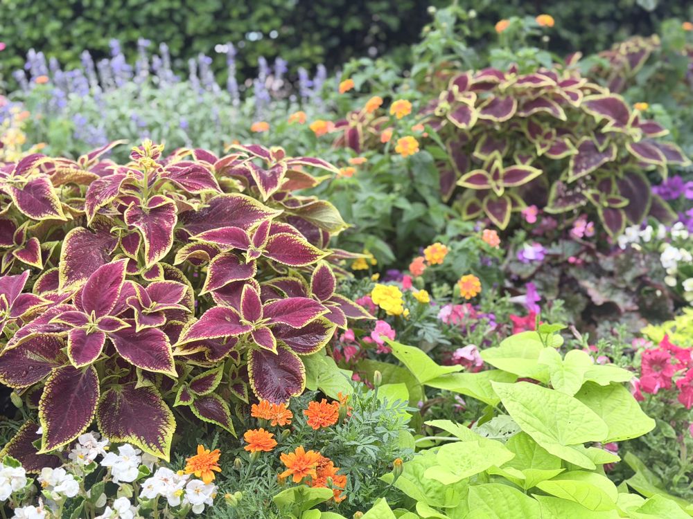 All Photos for Urban Lawn & Landscape in Oklahoma City, OK