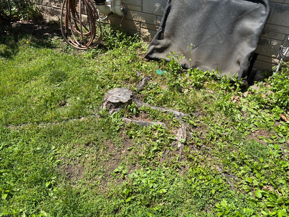 All Photos for Conrad's Stump Removal in Columbus, IN