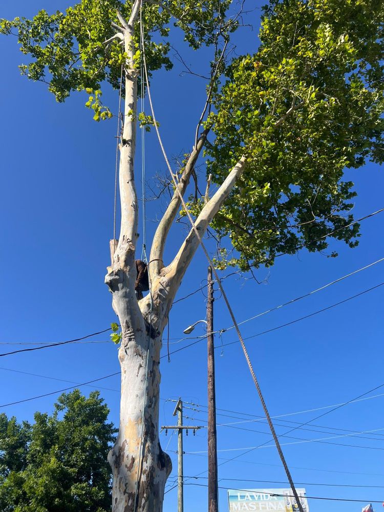 All Photos for Best Price Tree Service in Hallsville, TX
