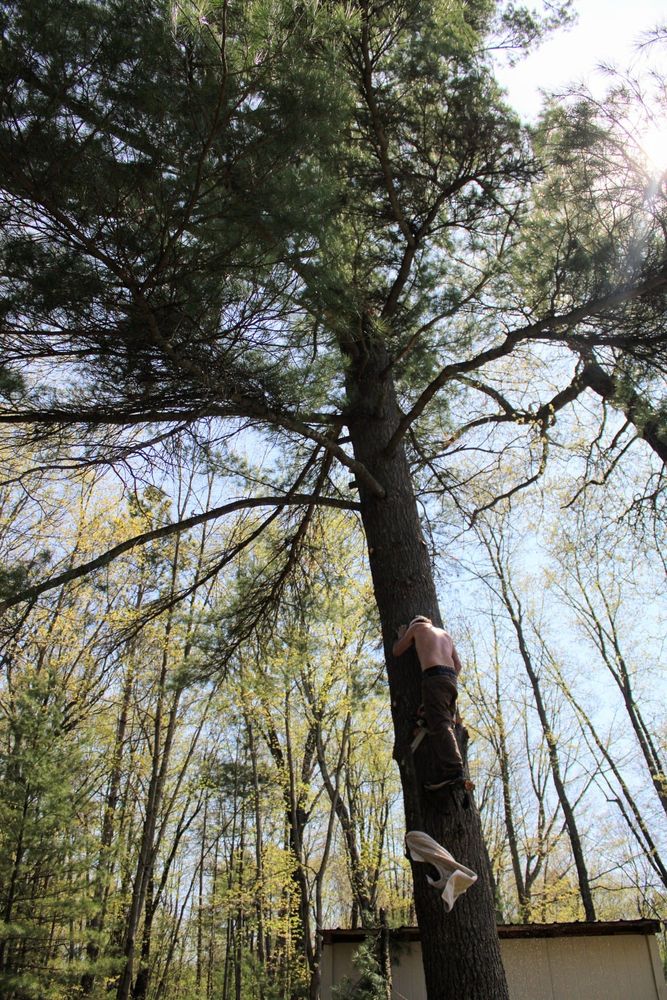 Tree Removal for A.M. Forestry LLC in Nekoosa, WI