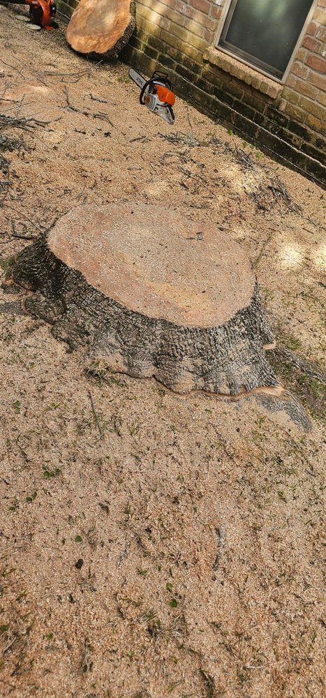 All Photos for Servin's Tree Care  in Houston, TX