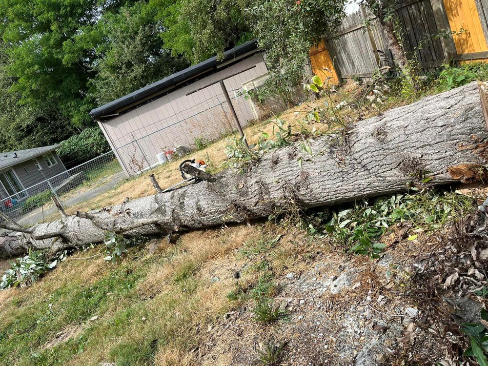 Tree Removal for Puget Sound Tree LLC in Bremerton, WA