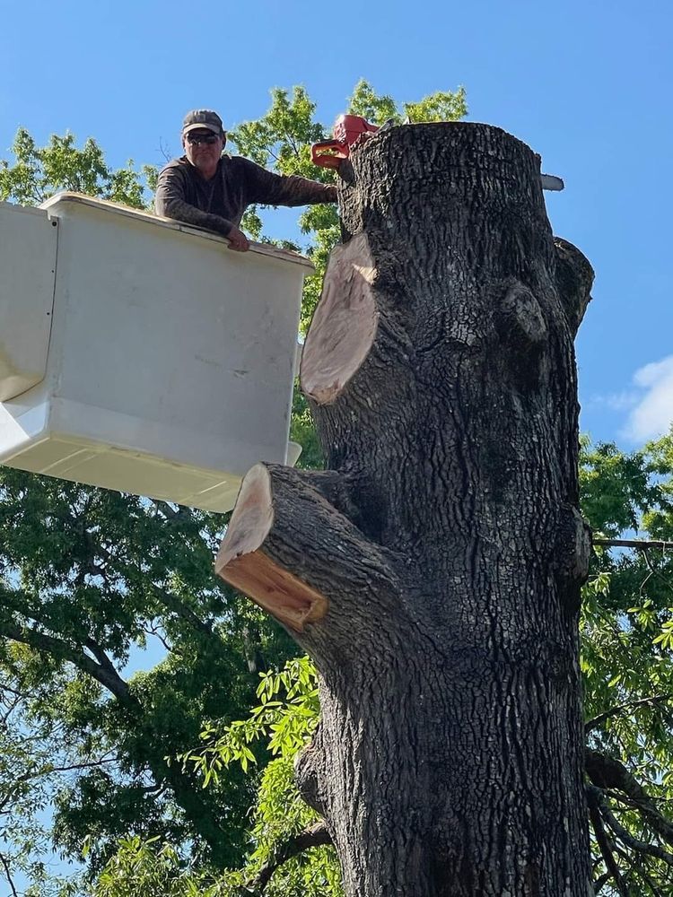 Tree Services for R&P Tree Service LLC in Greenville, South Carolina