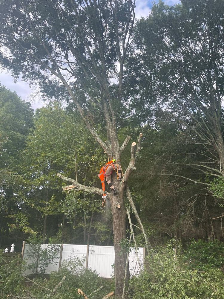 Tree Services for K-2 Tree Service in Shelby, NC
