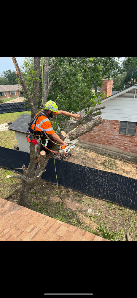 All Photos for AB Tree Service in Raleigh, NC