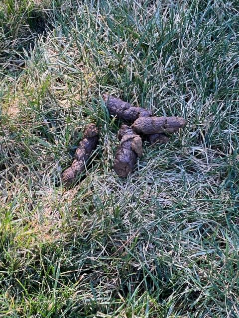 All Photos for River City Scoopers in Midlothian, VA