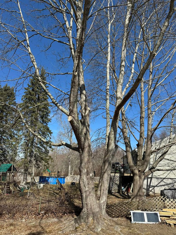 All Photos for Silver City Tree and Landscape in Taunton, MA