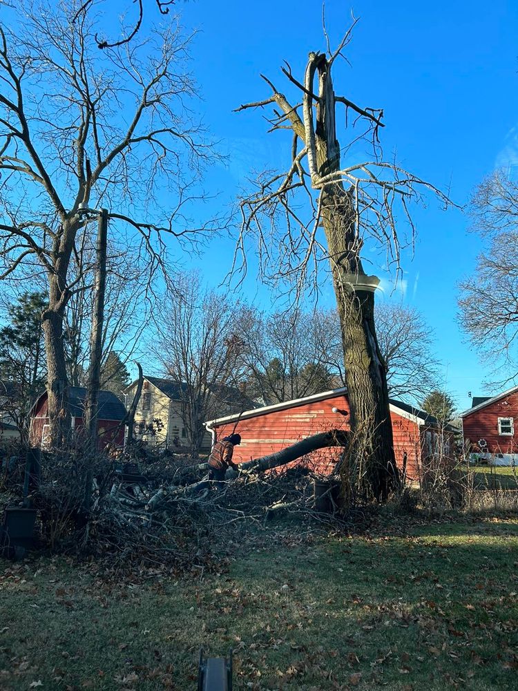 Tree Removal for Fransen's Tree Service  in Freeport, IL