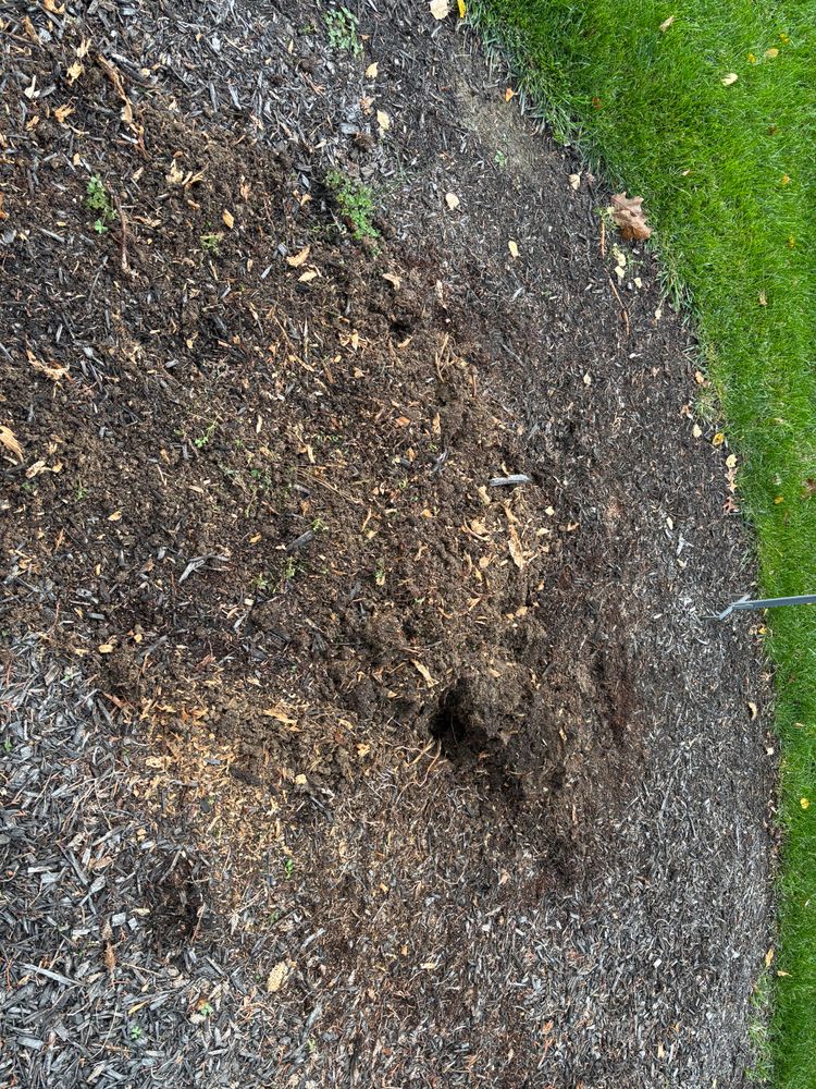 All Photos for Conrad's Stump Removal in Columbus, IN