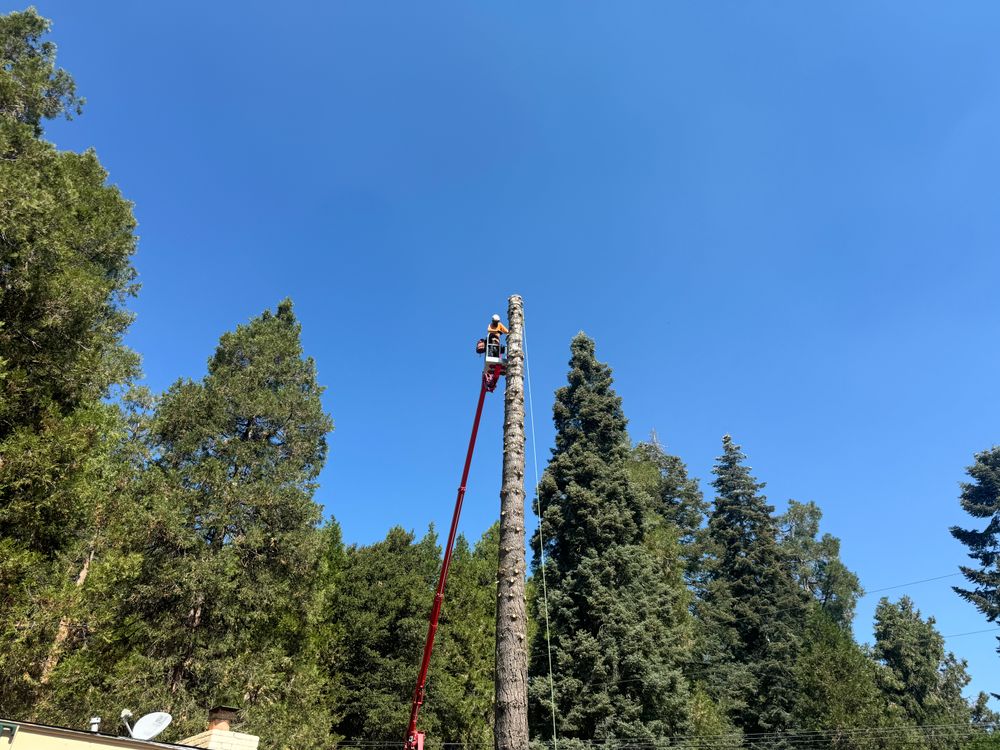 Property Clean Up for The Tree Fairy in Temecula, CA