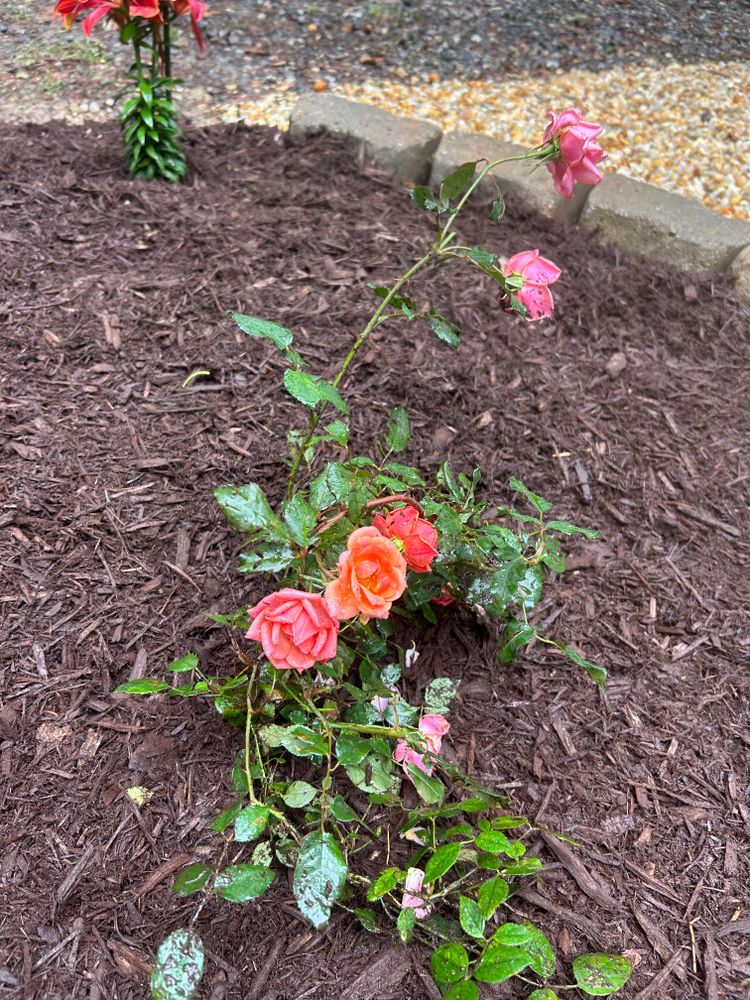 All Photos for The Whole 9 Yards Landscape VA in Heathsville, VA