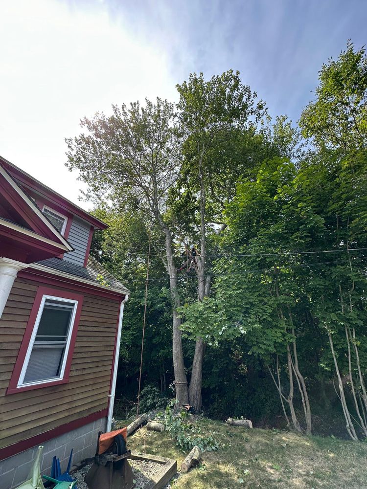 All Photos for Silver City Tree and Landscape in Taunton, MA