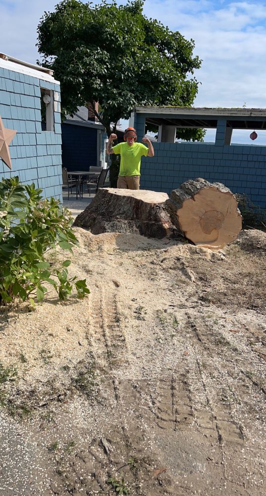 Stump Grinding for Robery's Tree Service in West Wareham, MA