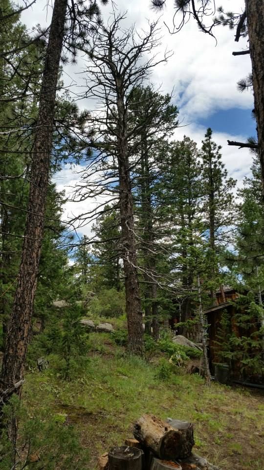 All Photos for Beetle Busters LLC in Centennial, CO