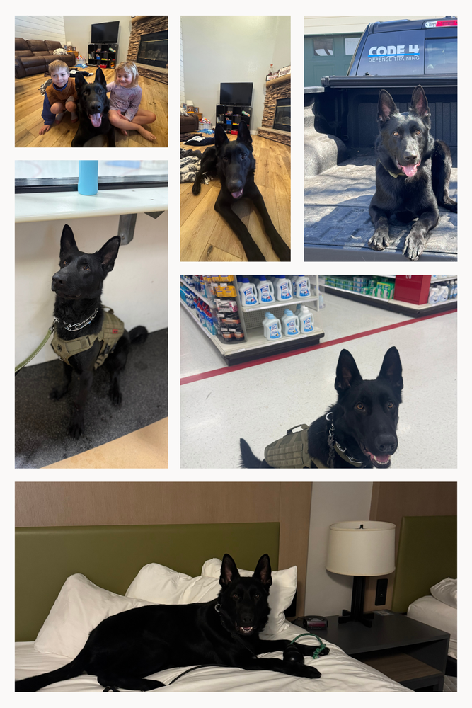 All Photos for Code 4 Defense in Pelican Rapids, MN