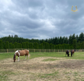 Fencing for Oats Equestrian Fencing LLC in Arlington, WA