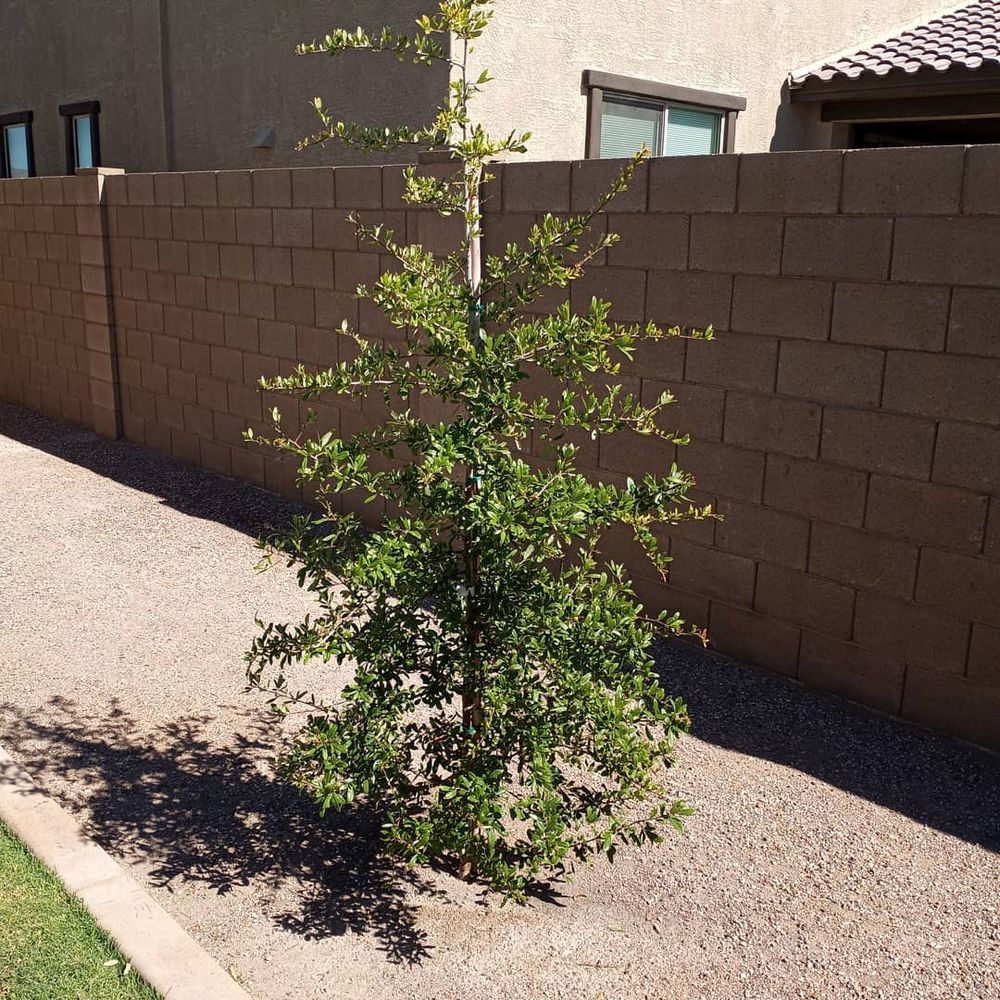 All Photos for CRAJE Landscaping LLC in Mesa, AZ