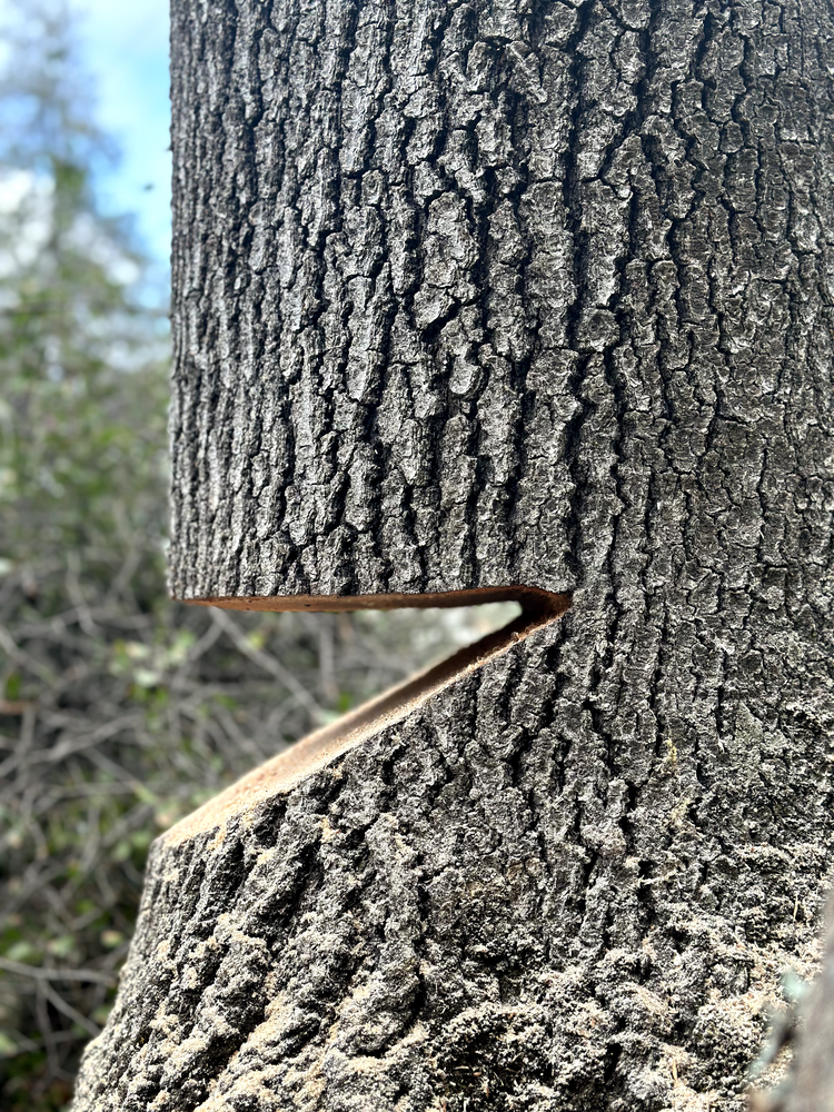 Tree Removal for Tyco Forest Management in Placerville, CA