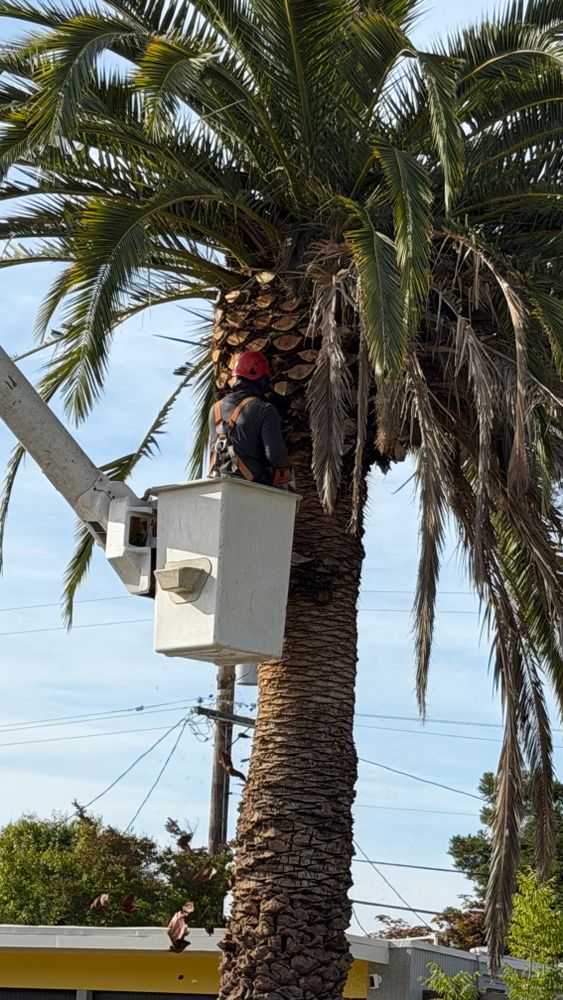 All Photos for A1 Tree Care LLC in San Jose, CA