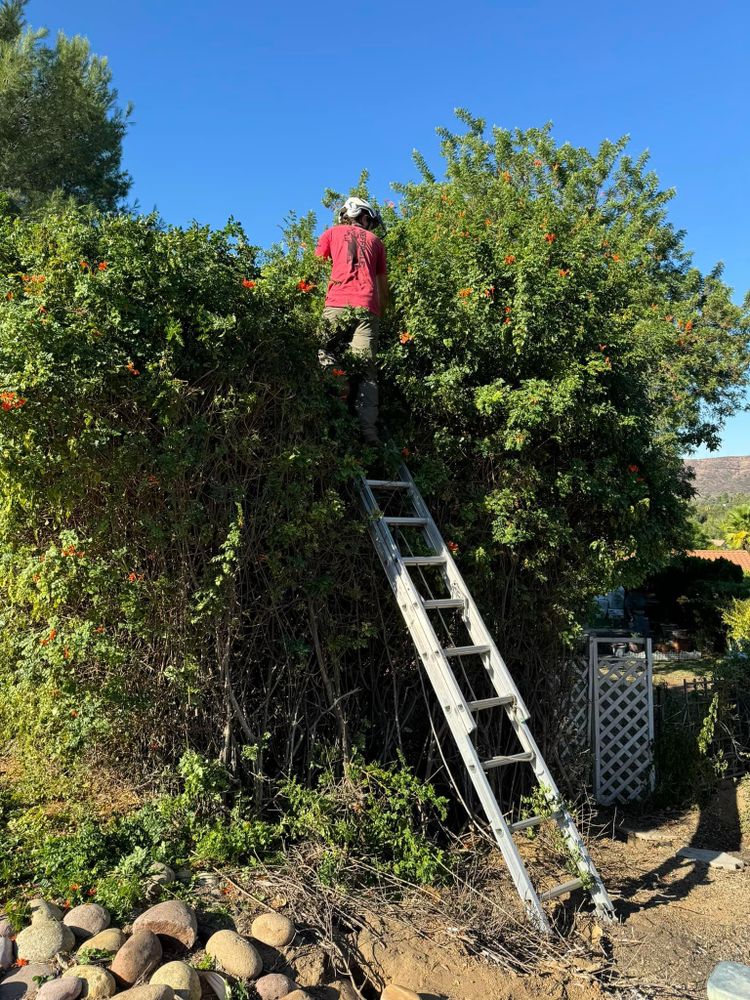 All Photos for The Tree Fairy in Temecula, CA