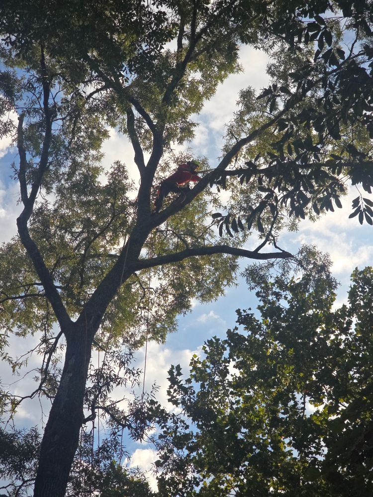 All Photos for Paquette's Tree Service in Malvern, AR