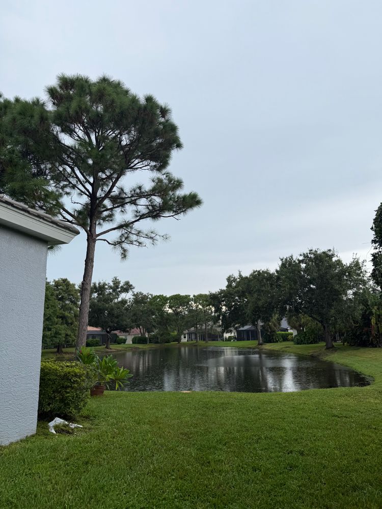 Tree Removal for Damian’s Tree Care in Sarasota, FL