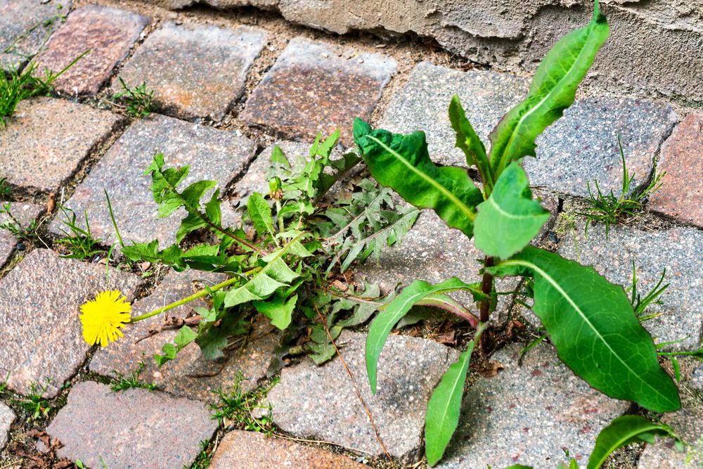 Our Weed Control service effectively eliminates unwanted weeds from your lawn and garden, ensuring a healthy, vibrant landscape that you can enjoy without the hassle of manual weeding. for J's Green Team LLC in Fort Myers, FL