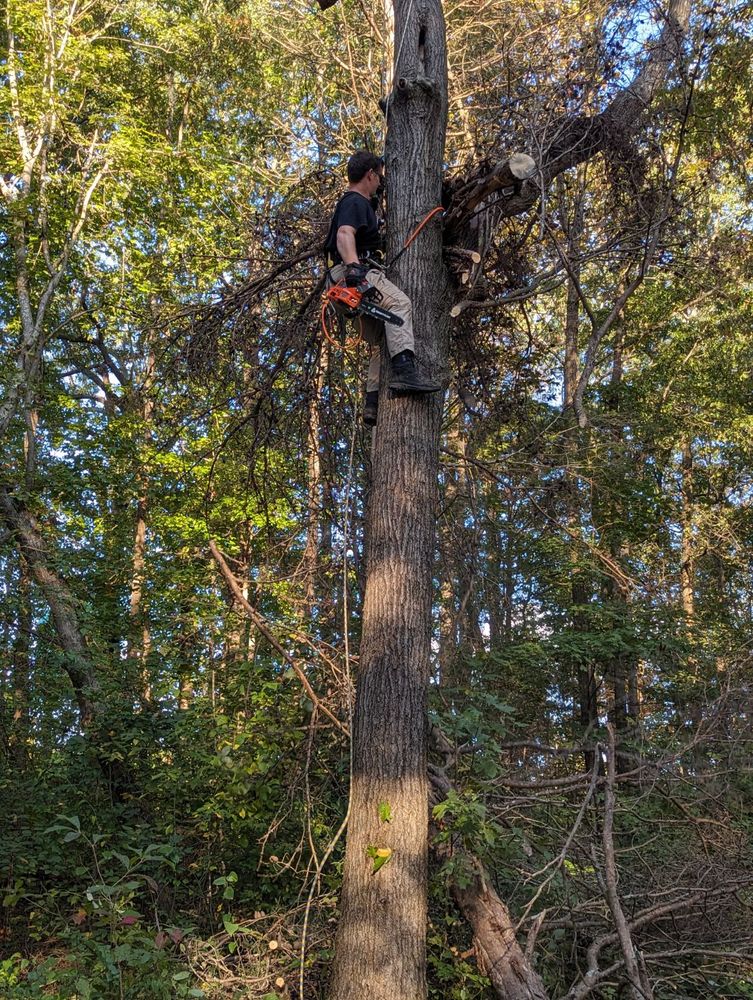 Other Services for Affordable Tree Service TN in White House, TN