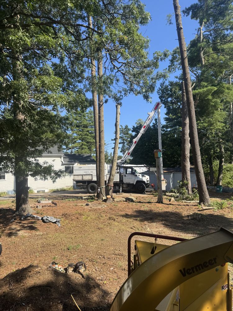 Tree Removal for Robery's Tree Service in West Wareham, MA