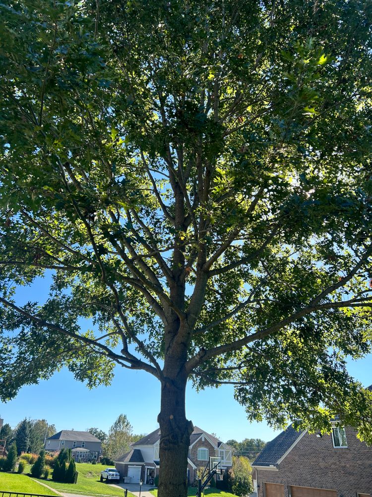 All Photos for Terra Steel Creations in Independence, KY