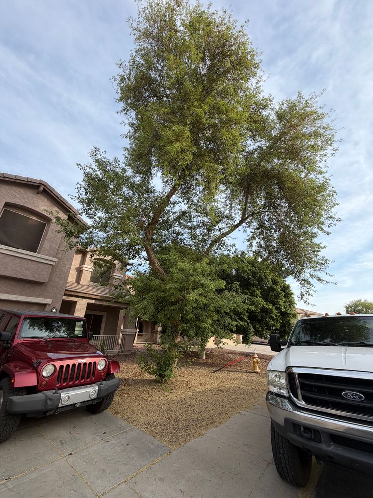 All Photos for Grand Canyon State Landscape Inc. in Surprise, AZ