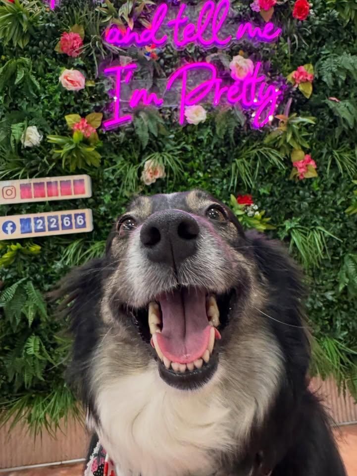 All Photos for Sweet Pearl's Ice Cream in Garland, TX