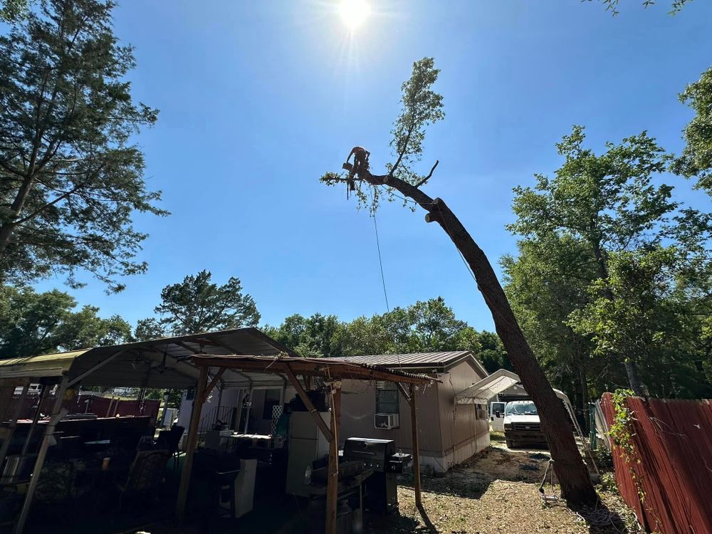 Tree Services for Mr Timber in Ocala, FL