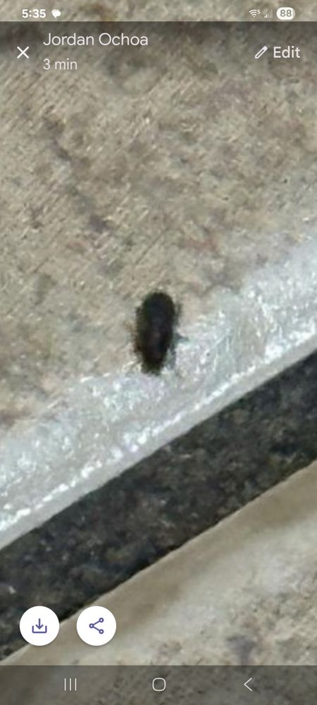 All Photos for Niko's Pest Control in Las Vegas, NV
