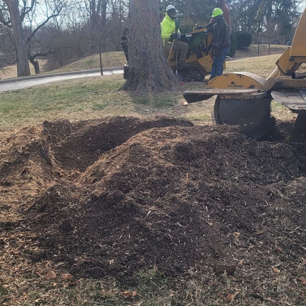 Stump Grinding & Removal for F & F Tree Service in Beavercreek, OH