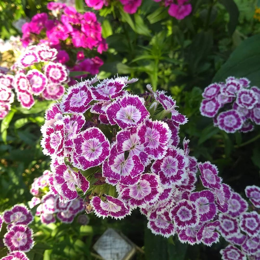 All Photos for Green City Landscape and Lawn Care LLC in Mesquite, TX