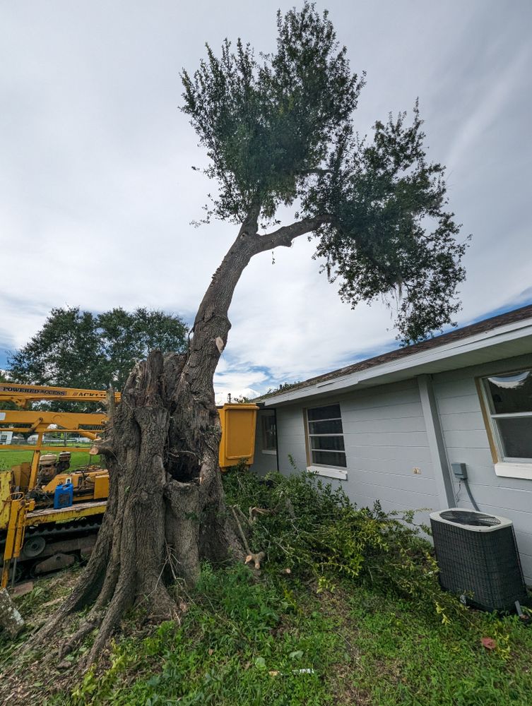 All Photos for Regal Tree Service and Stump Grinding in Wauchula, FL