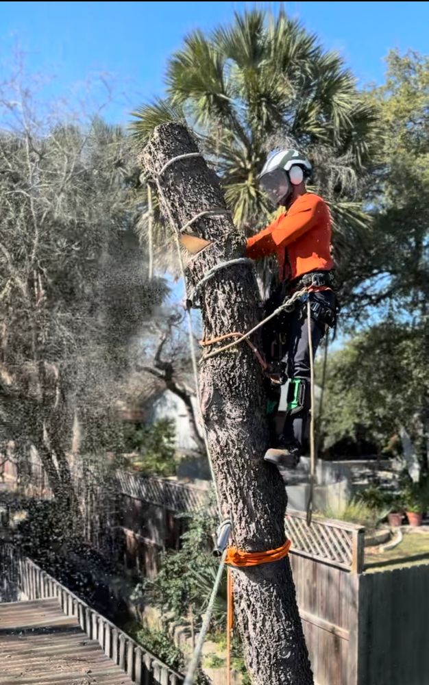 Tree climbing  for Z’s Trees LLC in Grey Forest, TX