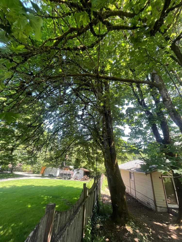 Tree Removal for Puget Sound Tree LLC in Bremerton, WA