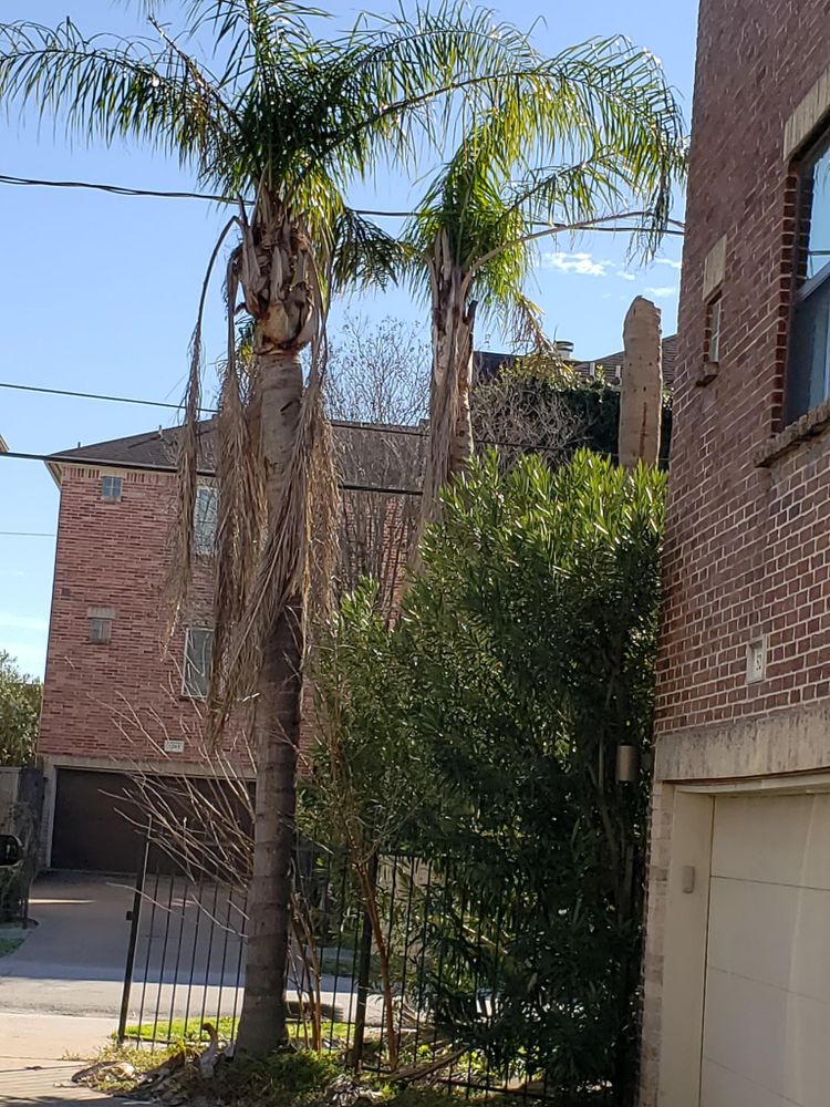 All Photos for Servin's Tree Care  in Houston, TX