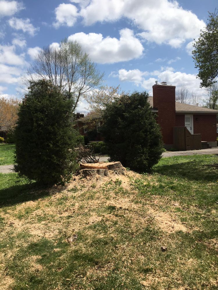 Tree Removal for La Fountain Tree Service in Louisville, KY