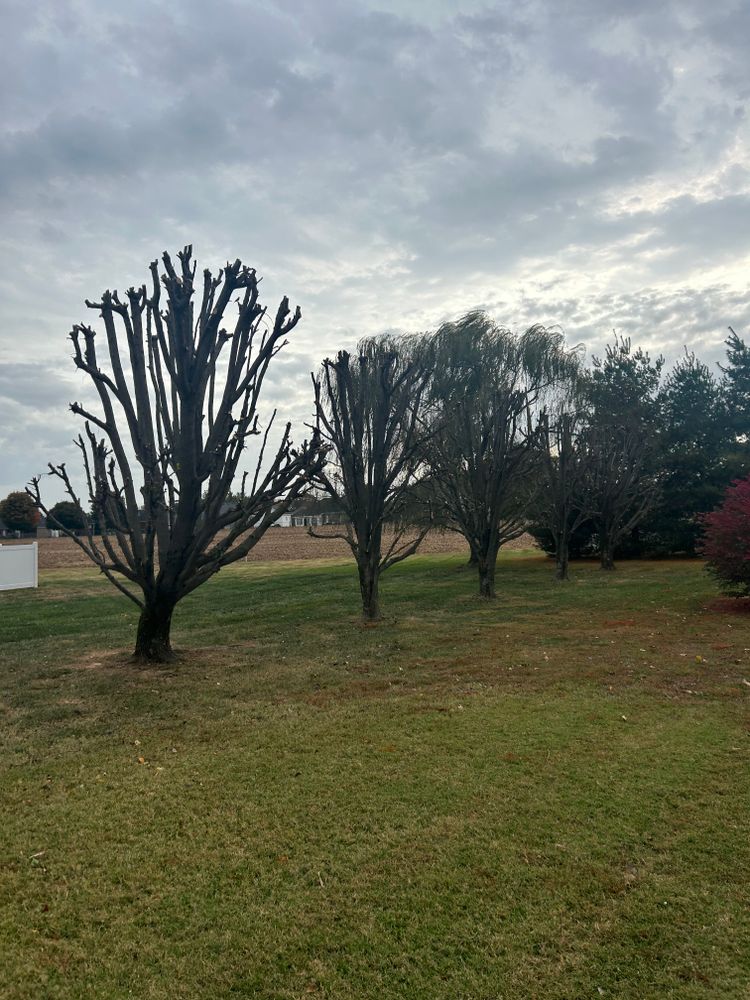 Tree Removal for Optimum Tree Service And Landscaping in Bowling Green, KY